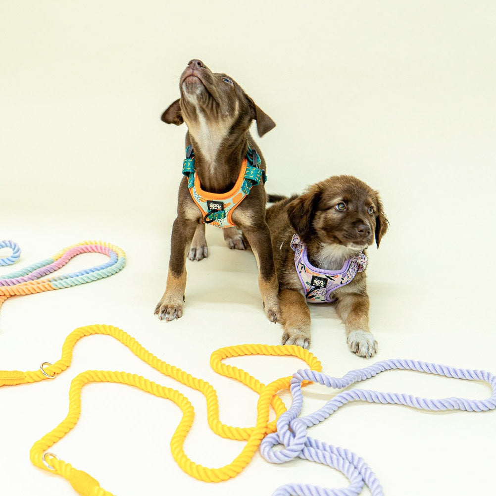 hands-free-dog-rope-leash-harness