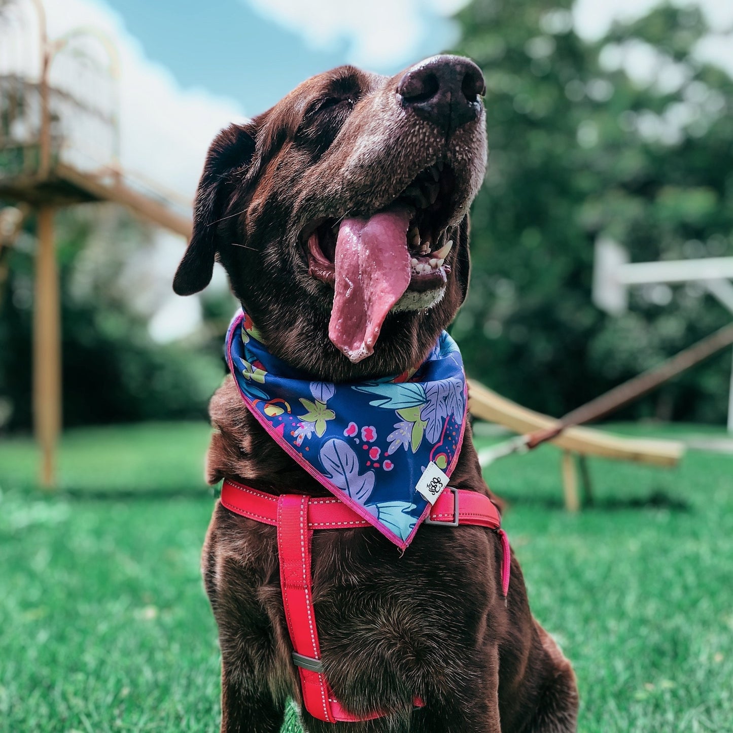 Sassy Safari bandana - The Doggo Design Co