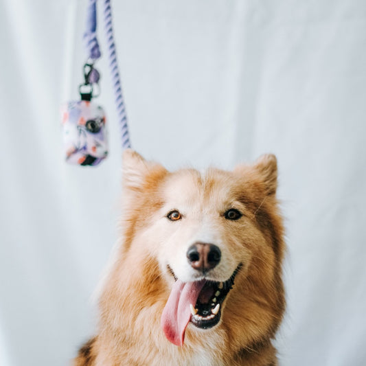 Lavander - Rope Leash - The Doggo Design Co