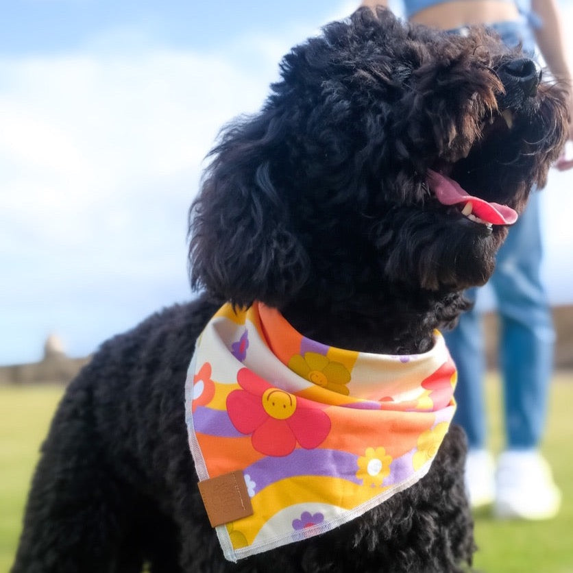 Poodle wearing Hippie Dog Bandana by The Doggo