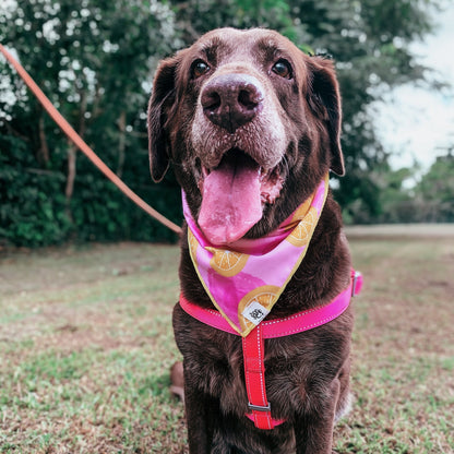 Pink Lemonade bandana - The Doggo Design Co