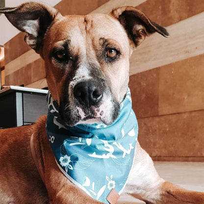 Big Dog wearing blue floral bandana by The Doggo