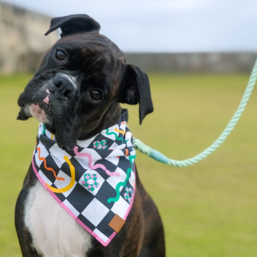 Boxer Big Dog Wearing Bandana by The Doggo