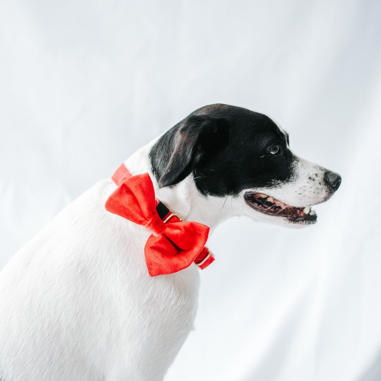 Red Velvet | Velvet Collar - The Doggo Design Co