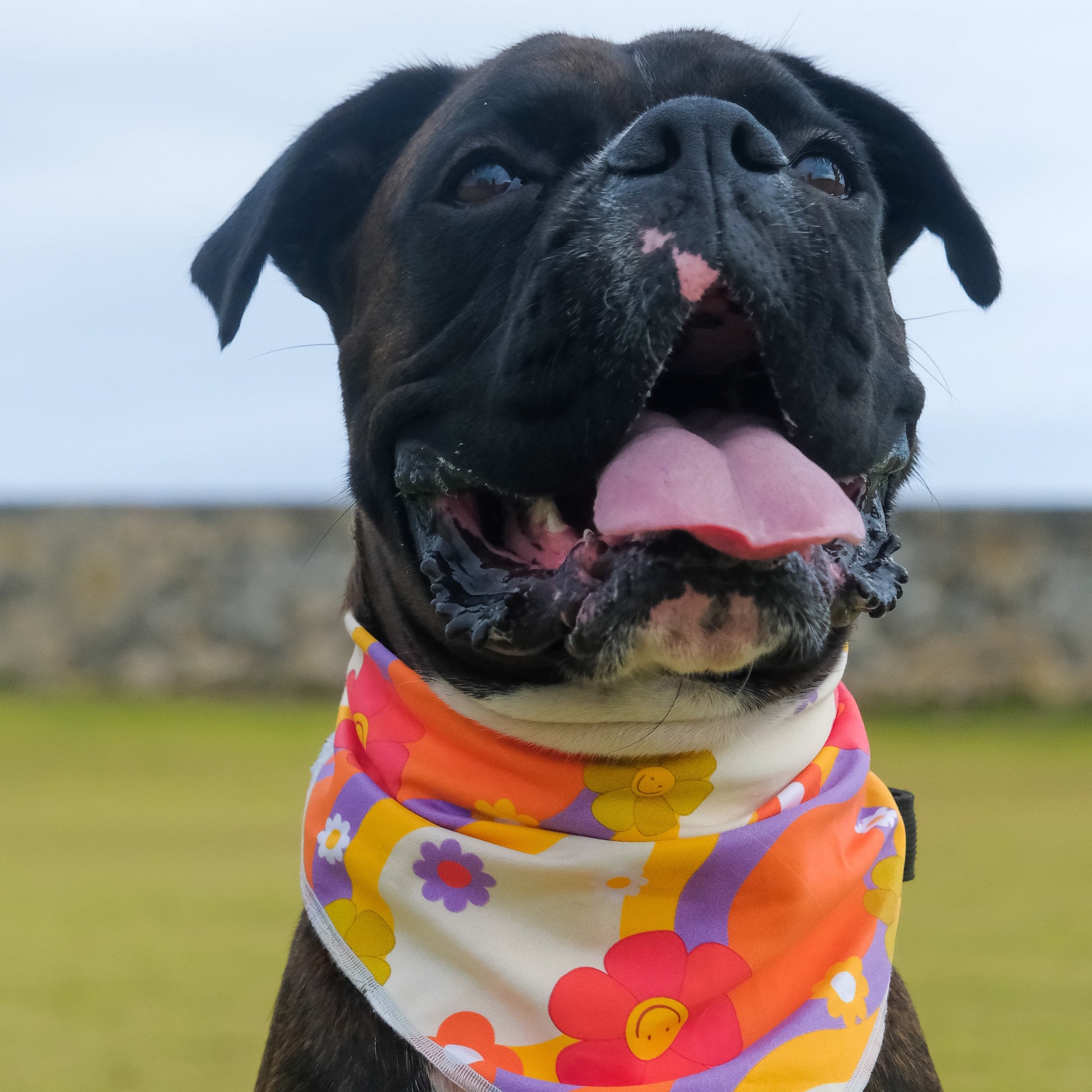 Boxer wearing 70s dog bandana by The Doggo