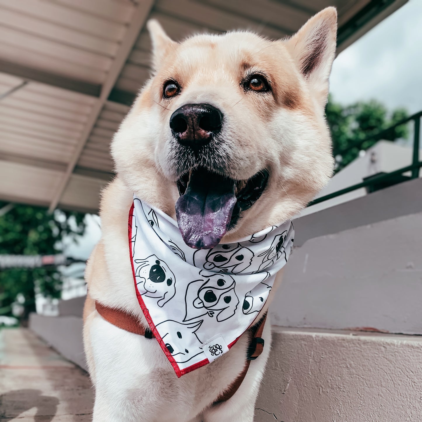 Dog Bandana on Dog | Black and white bandana | The Doggo