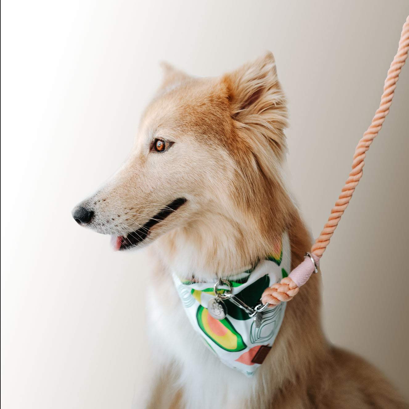 Rosé - Rope Leash - The Doggo Design Co