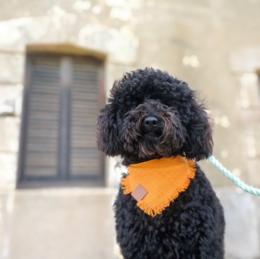 Orange dog bandana with Fringe | Black poodle wearing a bandana by The Doggo