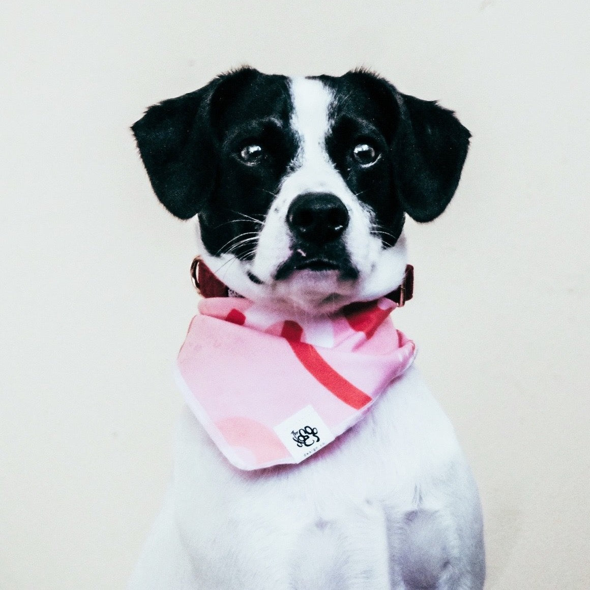 Bandana on Dog by The Doggo | Aesthetic Doggo