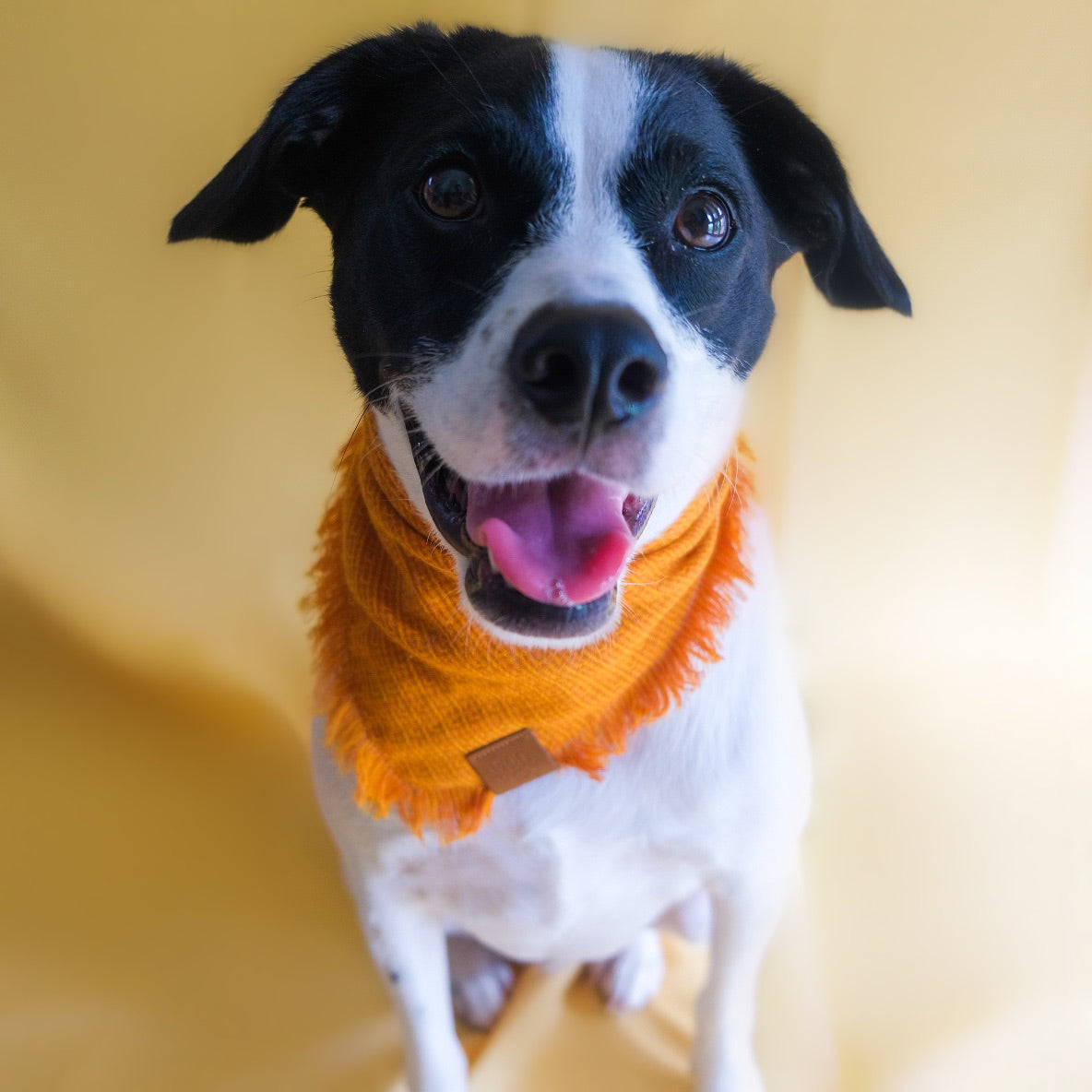 Orange dog bandana with Fringe | Mutt wearing a bandana by The Doggo