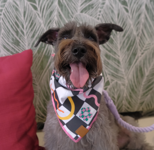 Schnauzer wearing retro dog bandana by The Doggo