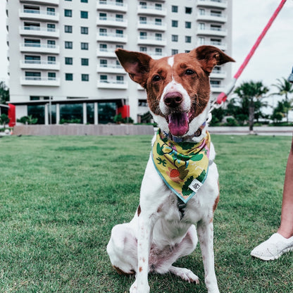 Yellow Bandanas | Dogs that explore | Dog Bandanas | Aesthetic Doggo | by The Doggo