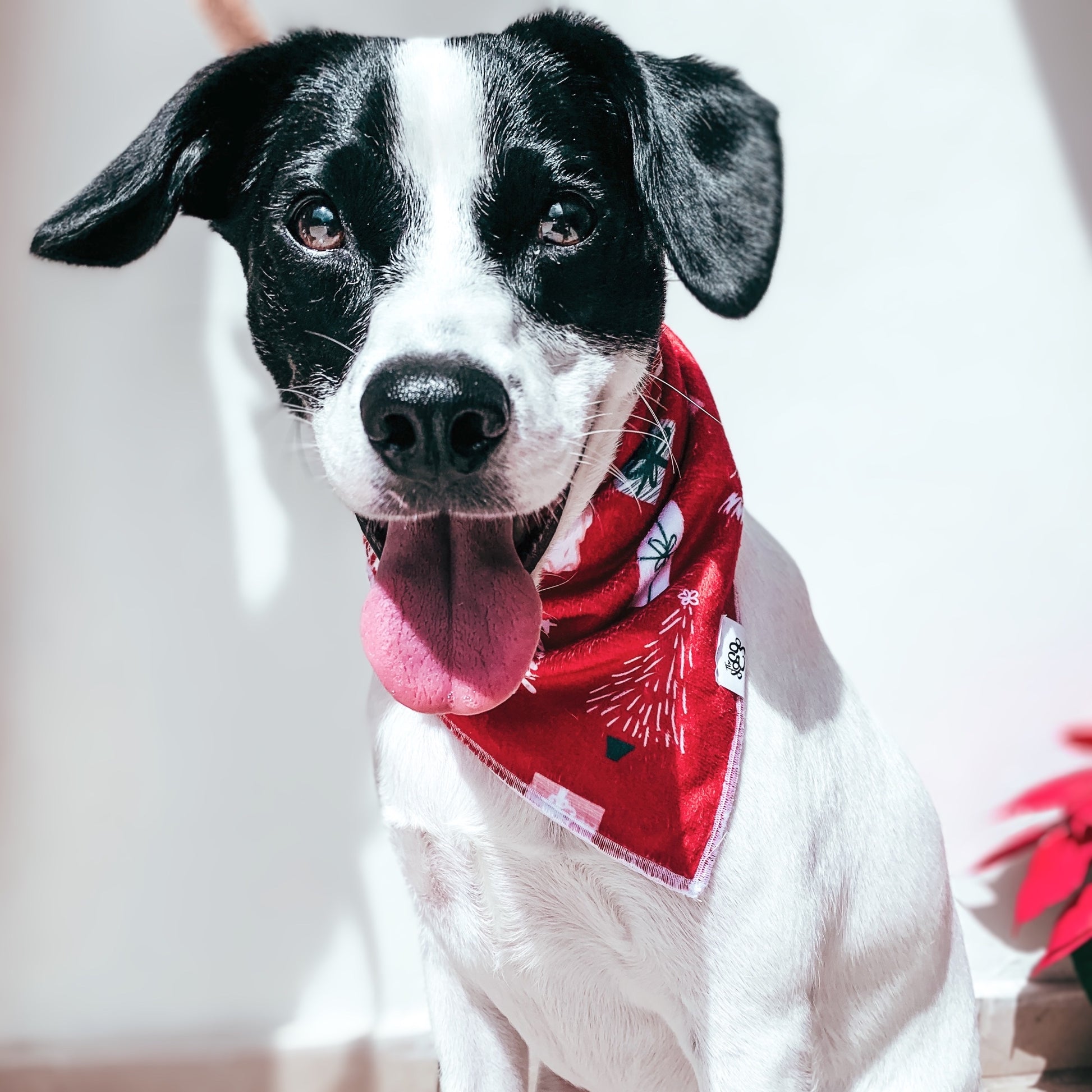 Oh’ Christmas Tree bandana - The Doggo Design Co