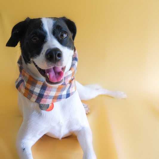 Dog Scarf on Dog | by The Doggo