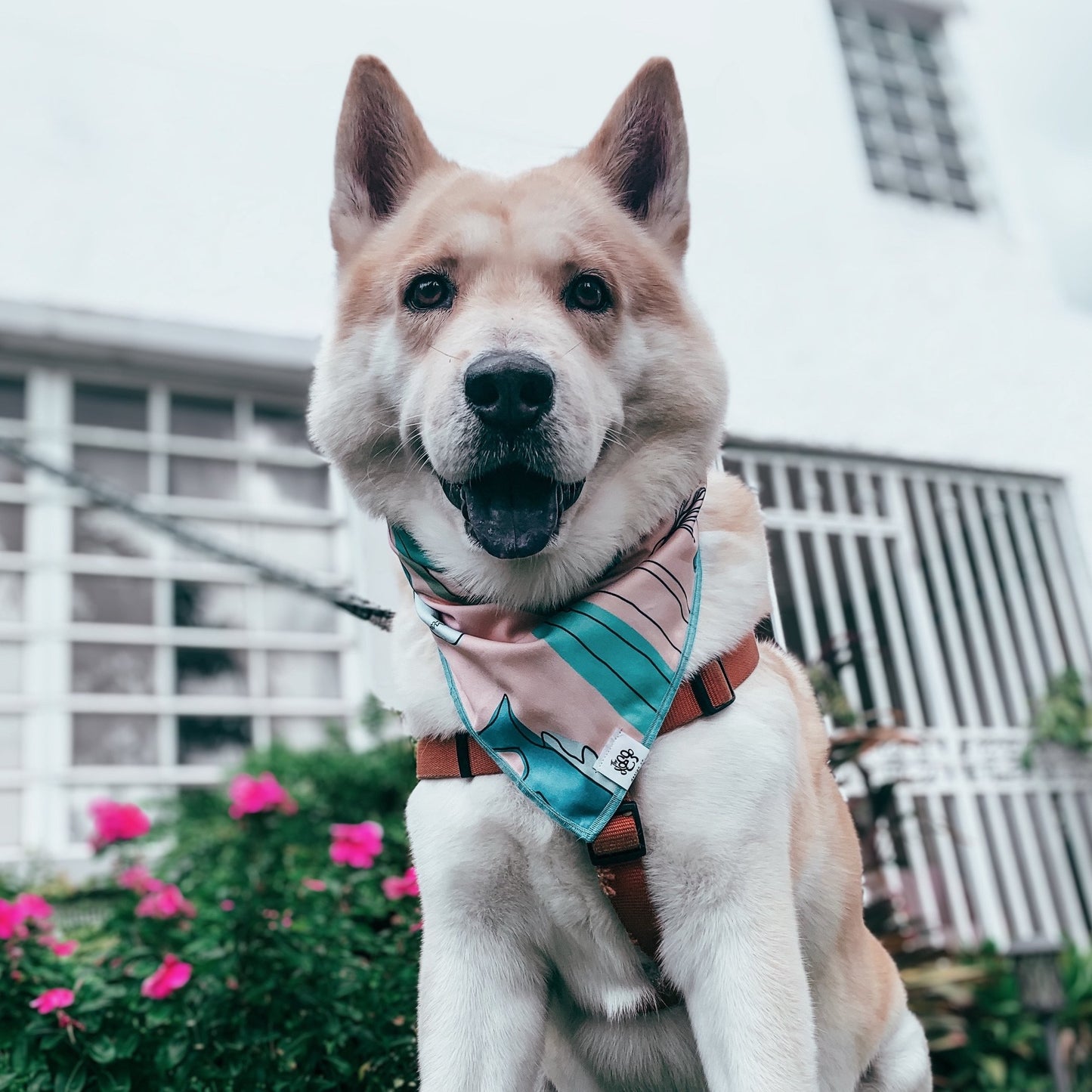 Bandana on Dog | Shark Bandanas | Aesthetic Doggo | The Doggo